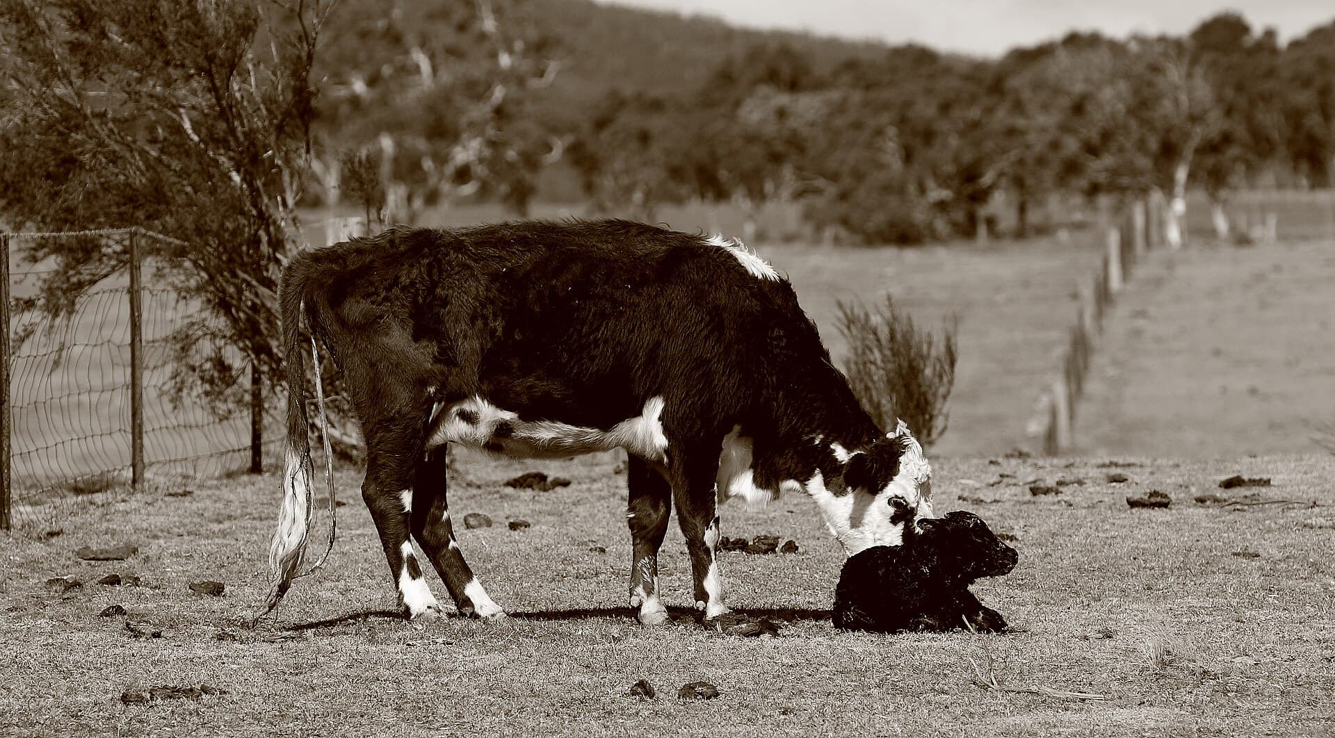 A cow standing over her newborn calf in an open paddock, head lowered, licking him clean; the calf is lying in the grass, still wet, minutes old.